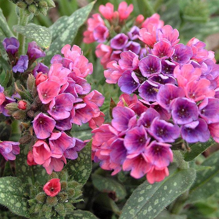 Flowers to plant in the shade