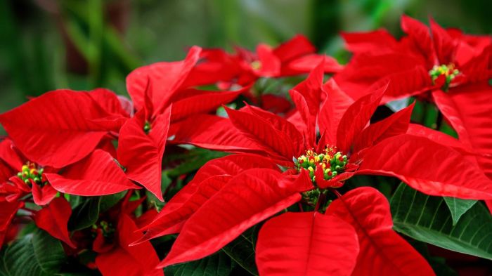 Send flowers poinsetta plant