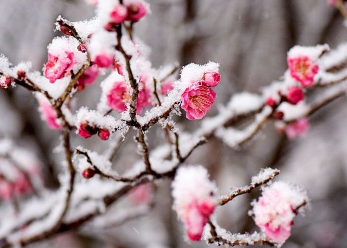 Winter Flowers to Plant A Gardeners Guide