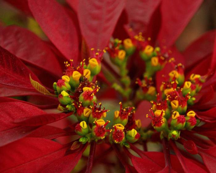 Send flowers poinsetta plant