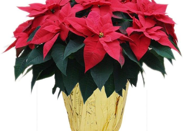 Send Flowers Poinsettia Plant A Festive Guide