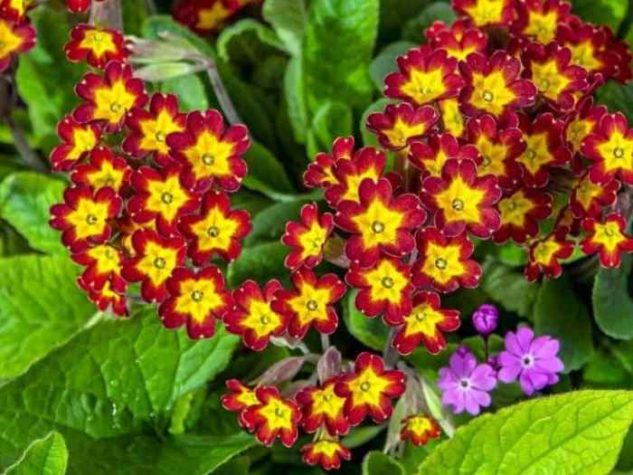 Flowers to plant in the shade