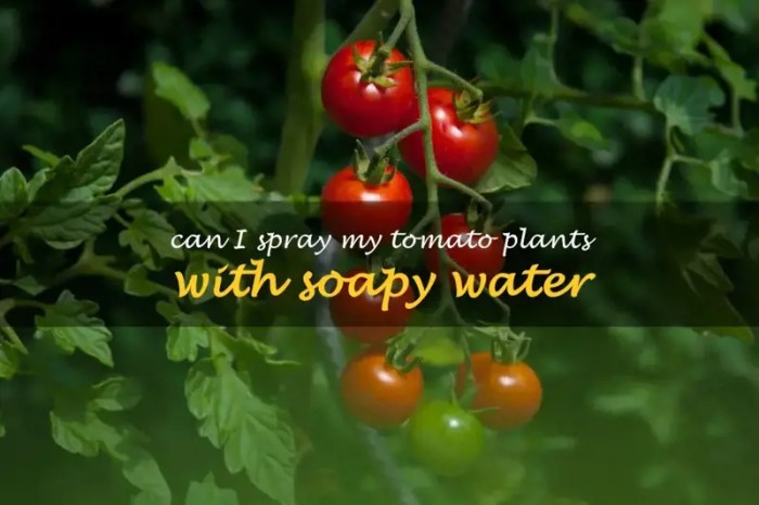 Can you spray soapy water on tomato plants