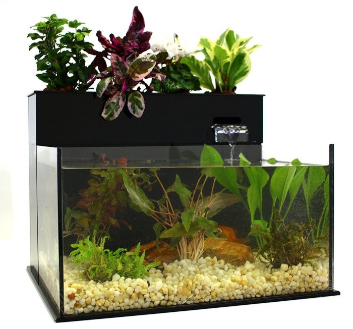 Can you water plants with fish tank water