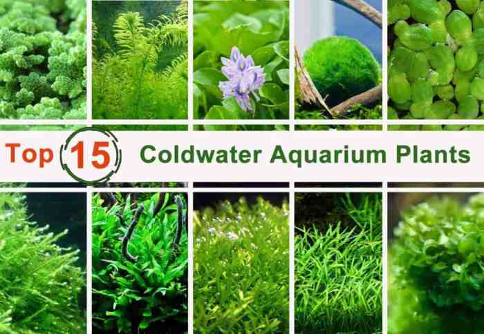 Can you water plants with fish tank water