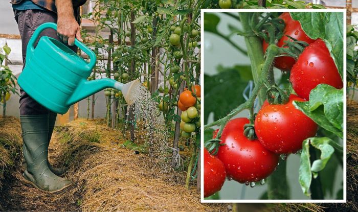 Do i need to water tomato plants everyday