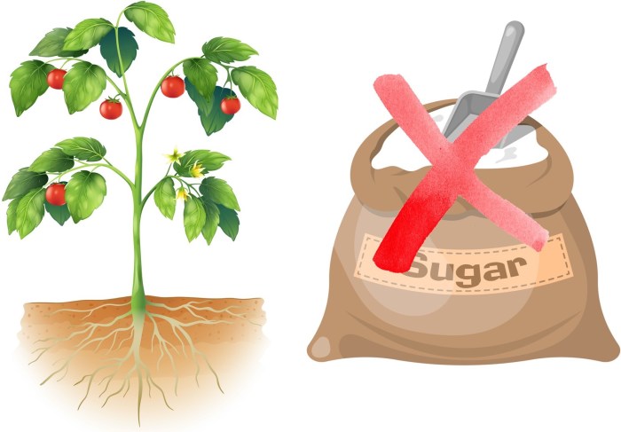 Can you put sugar in plant water