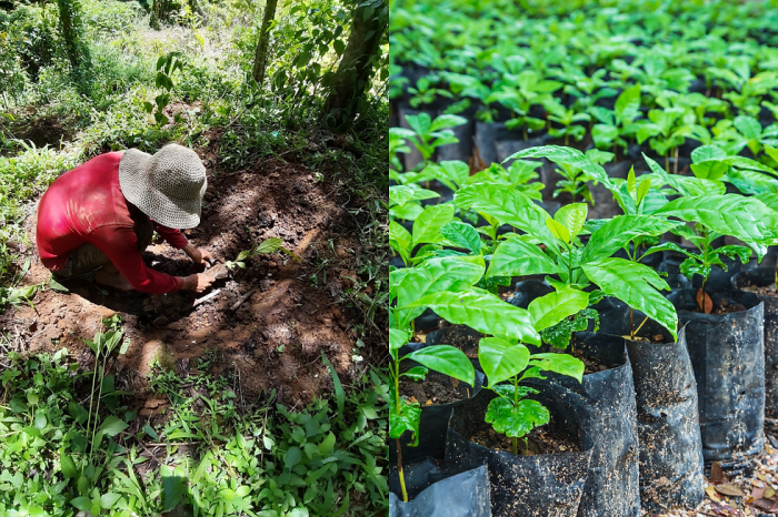 Can you propagate coffee plant in water