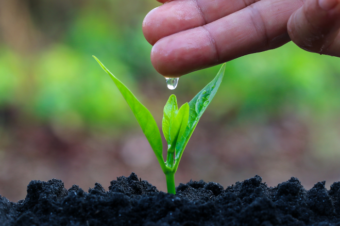 Can you propagate coffee plant in water