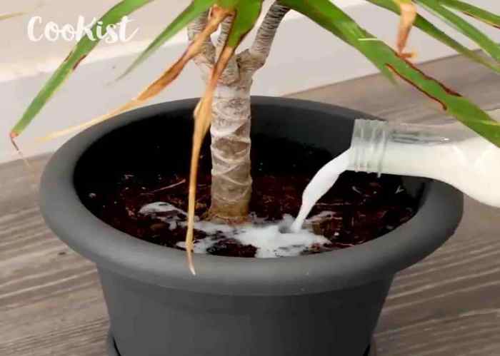 Can you water your plants with milk