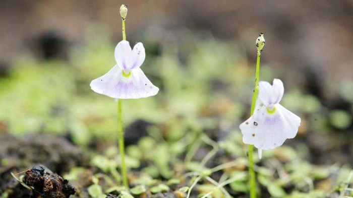 Can you use filtered water for carnivorous plants