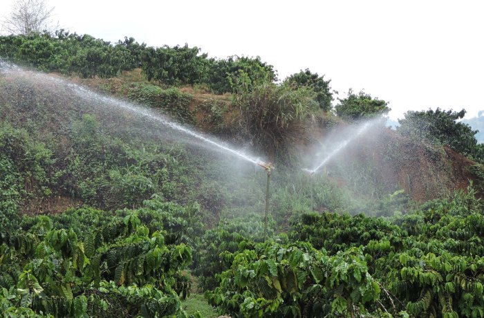 Can you use coffee to water plants