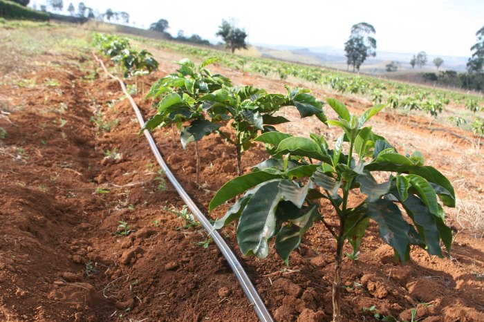 Can you use coffee to water plants