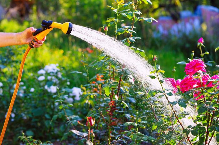 Can you water plants with dirty water