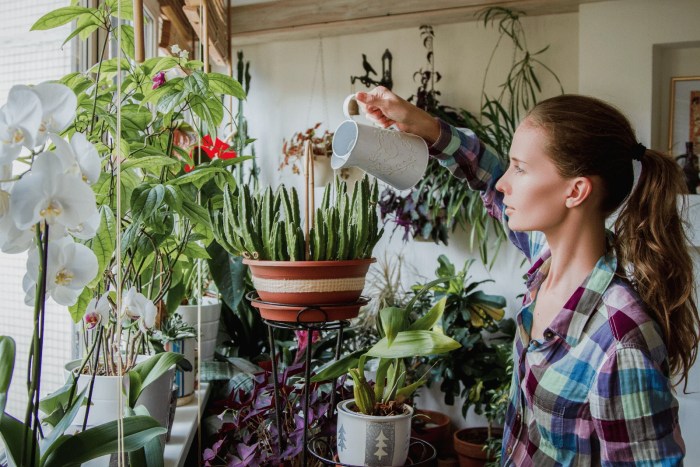 Can you water a plant with tea