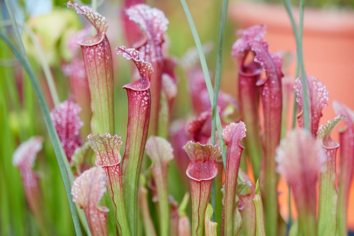 Can you use filtered water for carnivorous plants