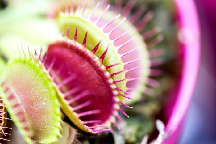 Can you use filtered water for carnivorous plants