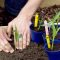 Can You Root a Corn Plant in Water?