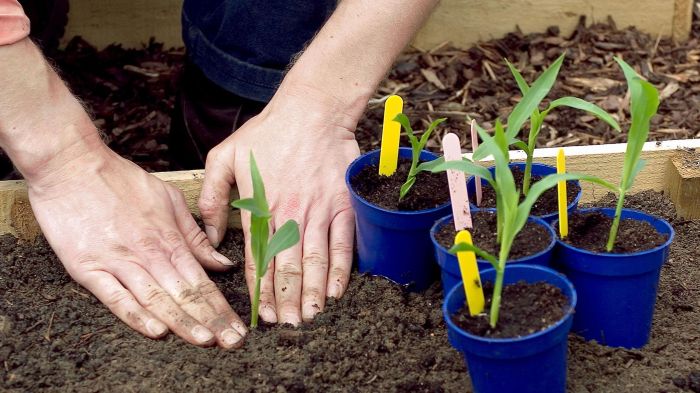 Can you root a corn plant in water