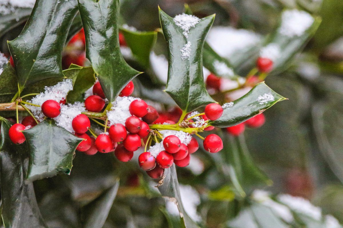 Can you water plants at night in winter