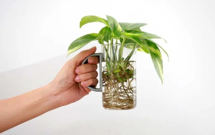 Can you trim plant roots in water