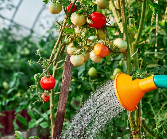 Bottle watering plants system soda growing self containers garden pot tomato tomatoes gardening vegetable