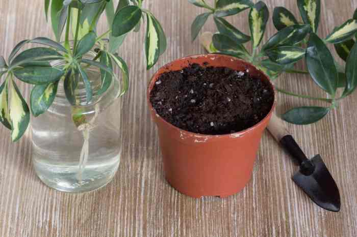 Schefflera propagation