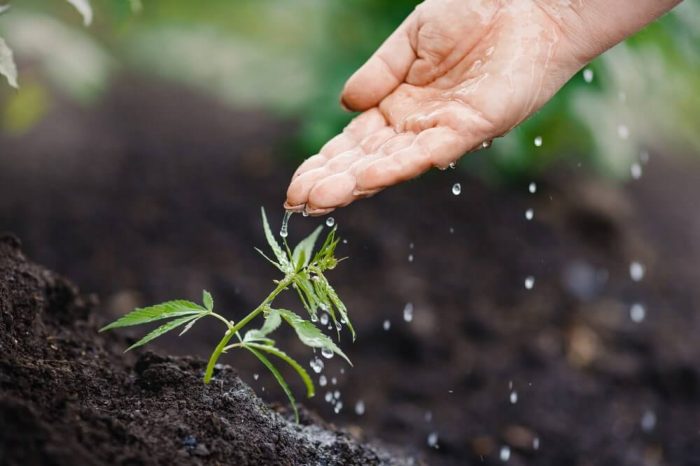 Do i need to water my plants everyday