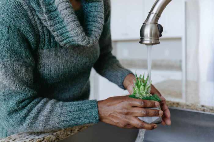 Can you water plants with tonic water