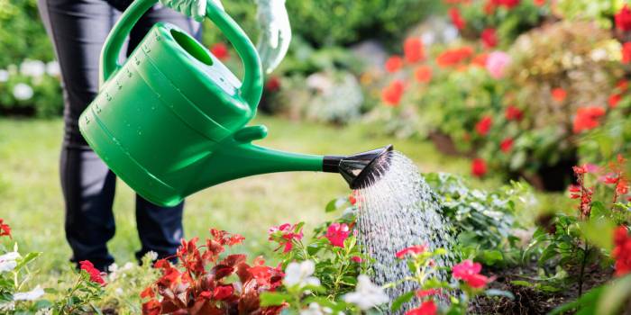 Can you water plants with water softener