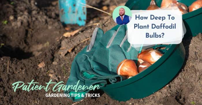 Do i water daffodil bulbs after planting