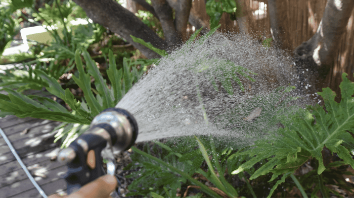 Can you use dishwater to water plants