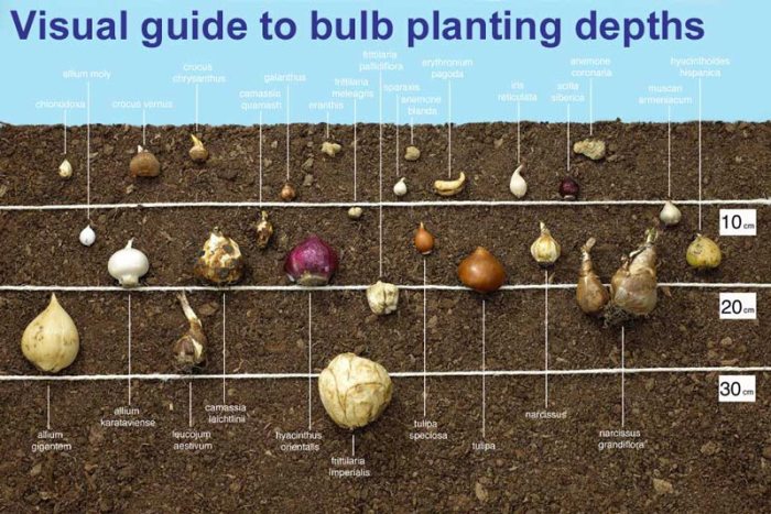 Do i water daffodil bulbs after planting