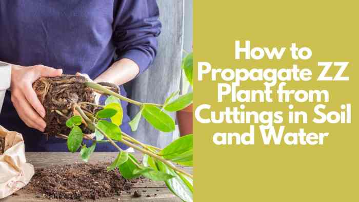 Can you water propagate zz plant