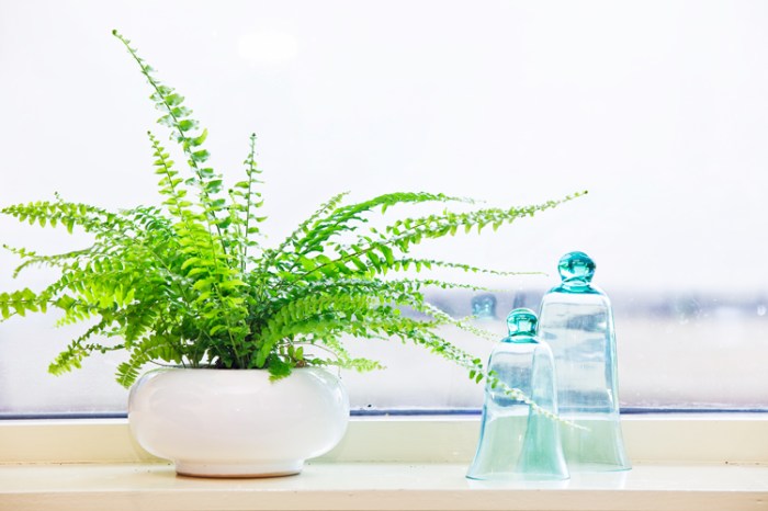 Do indoor plants need more water in winter