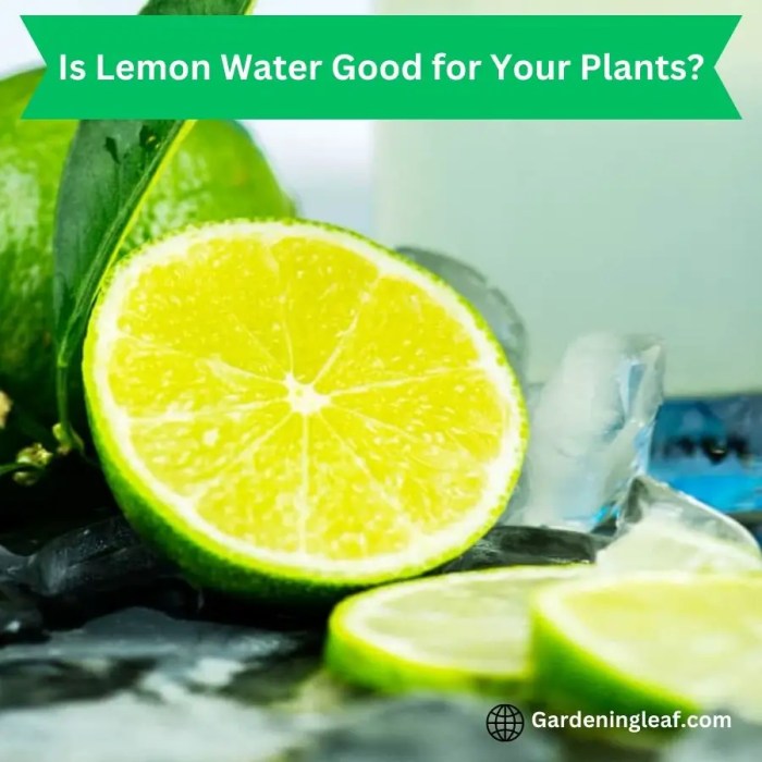 Can you water plants with lemon water