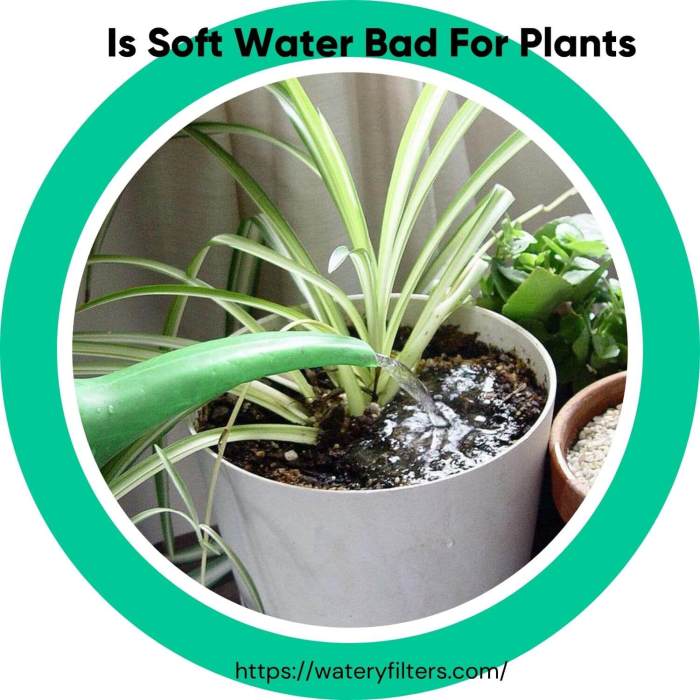 Can you water house plants with soft water