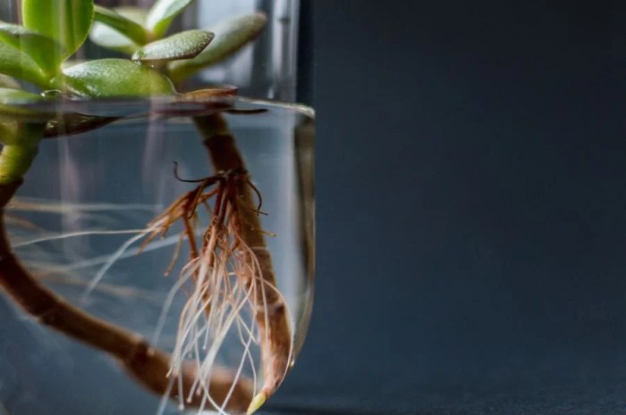 Can you root a jade plant in water