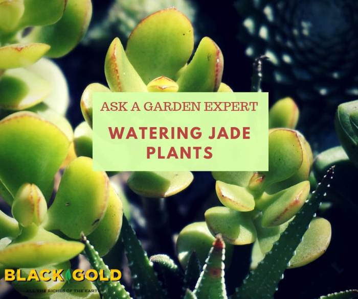 Do jade plants like water