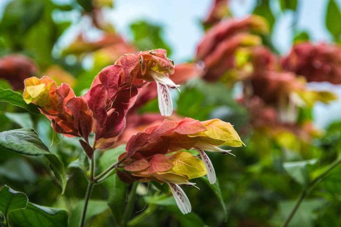 Can you root a shrimp plant in water