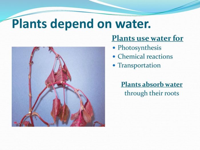 Can you water plants with sugar water