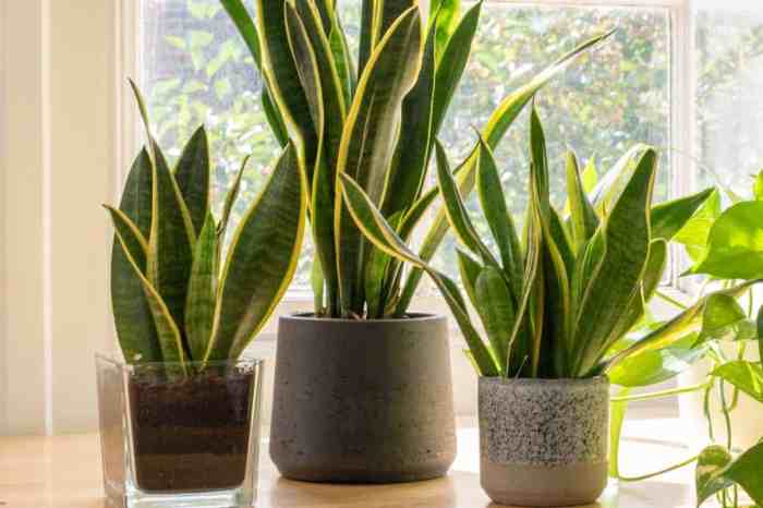 Can you put snake plants in water