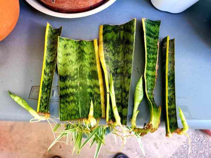 Can you root snake plant in water