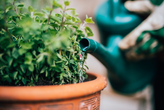 Can you use soapy water to water plants