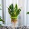 Can You Put a Snake Plant in Water?