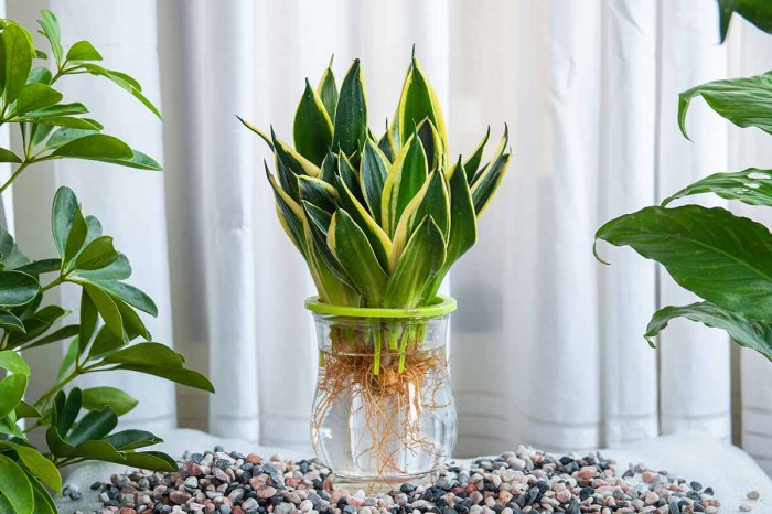 Can you put a snake plant in water