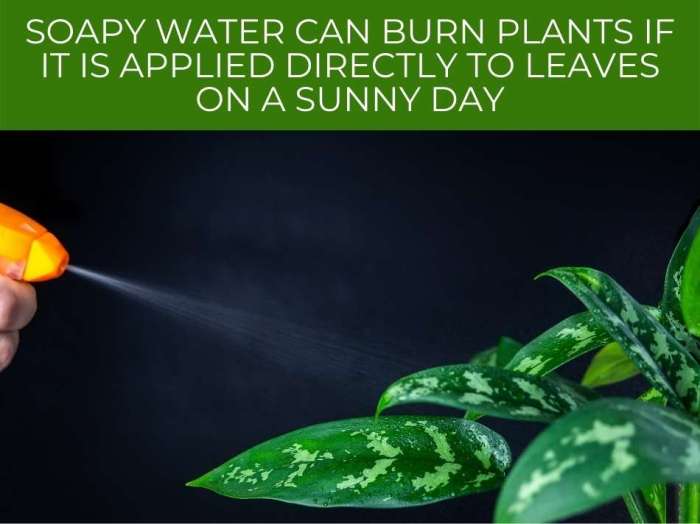 Can you use soapy water to water plants