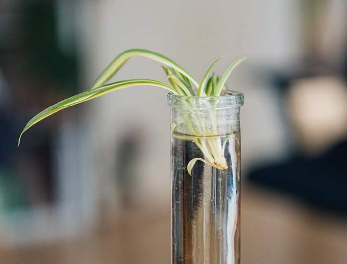 Can you propagate spider plants in water