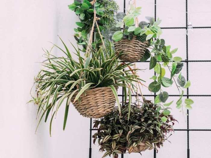 Do indoor plants need water