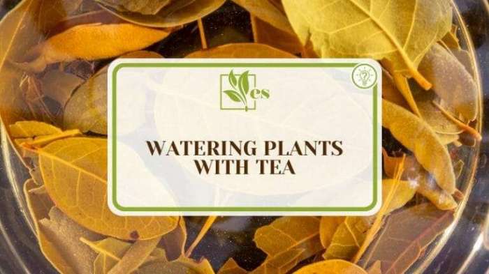 Leftover tea plants should water we comments gardening